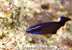 Blue-striped dottyback (pseudochromis springeri) taken at... by Stephan Kerkhofs 